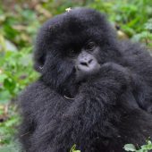  Juvenile Gorilla (Rwanda)